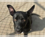 Small #2 Staffordshire Bull Terrier Mix