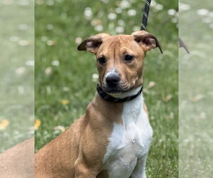 Mutt Dogs for adoption in Yardley, PA, USA
