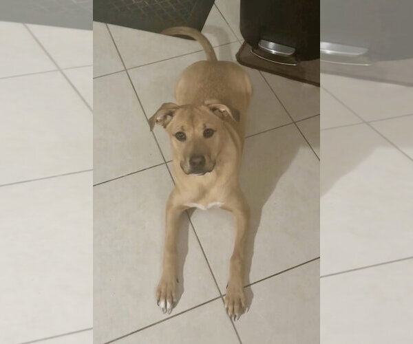 Medium Photo #1 Labrador Retriever-Unknown Mix Puppy For Sale in Royal Palm Beach, FL, USA
