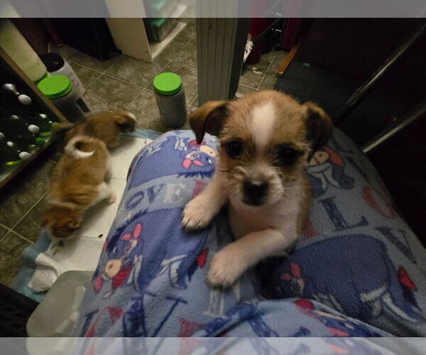 Medium Photo #1 ShiChi Puppy For Sale in POST FALLS, ID, USA