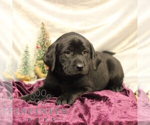 Labrador Retriever Puppy for sale in SHIPPENSBURG, PA, USA
