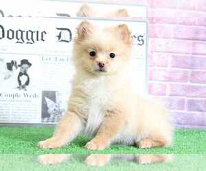 Pomeranian Puppy for sale in BEL AIR, MD, USA