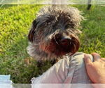 Small #2 Maltese Mix