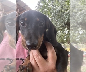 Dachshund Puppy for sale in BENNINGTON, OK, USA