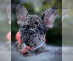 Small Photo #8 French Bulldog Puppy For Sale in PICKERINGTON, OH, USA