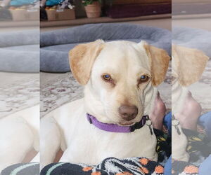 Daug Dogs for adoption in Escondido, CA, USA