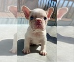 Small #1 French Bulldog