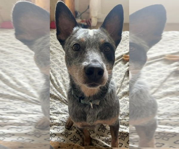 Medium Photo #24 Mutt Puppy For Sale in Highland, IL, USA