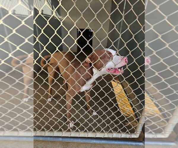 Medium Photo #1 American Pit Bull Terrier-Unknown Mix Puppy For Sale in Maryville, TN, USA