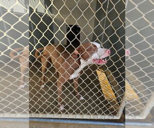 Medium American Pit Bull Terrier Mix