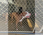 Small American Pit Bull Terrier Mix
