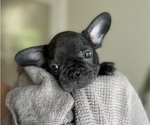Small Photo #19 French Bulldog Puppy For Sale in TACOMA, WA, USA