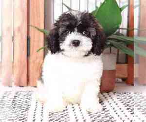 Bichon Frise-Cavapoo Mix Puppy for sale in NAPLES, FL, USA