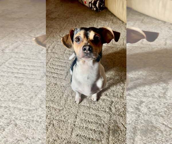 Medium Photo #1 Jack Chi Puppy For Sale in Martinsburg, WV, USA