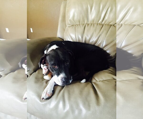 Medium Photo #19 Bullboxer Pit Puppy For Sale in Chandler, AZ, USA