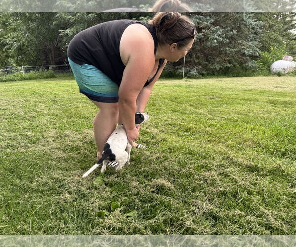 Medium Photo #5 Great Dane Puppy For Sale in Buffalo, MN, USA