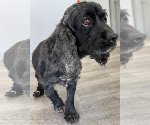 Medium Photo #2 Cocker Spaniel Puppy For Sale in Westminster, MD, USA