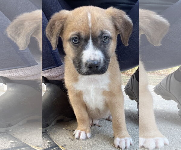 Medium Photo #1 Great Pyrenees-Unknown Mix Puppy For Sale in Techny, IL, USA