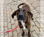 Small #8 Plott Hound Mix