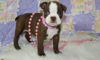 Boston Terrier Puppy for sale in SOUTH SAN FRANCISCO, CA, USA
