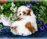 Small #4 Shih Tzu