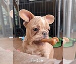 Small Photo #84 French Bulldog Puppy For Sale in MCKINLEYVILLE, CA, USA