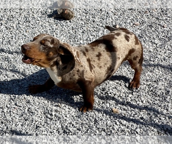 Medium Photo #5 Dachshund Puppy For Sale in CASSVILLE, MO, USA