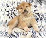 Puppy 1 Shiba Inu