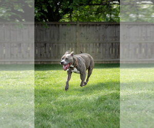 Faith - Female American Pit Bull Terrier Dog for Adoption - Photo #6