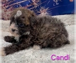 Small #4 Poodle (Toy)