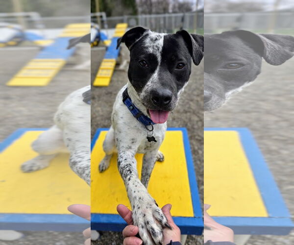 Medium Photo #15 American Pit Bull Terrier-Pointer Mix Puppy For Sale in Rockaway, NJ, USA