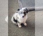 Small Photo #1 Australian Shepherd Puppy For Sale in BRIGGSDALE, CO, USA