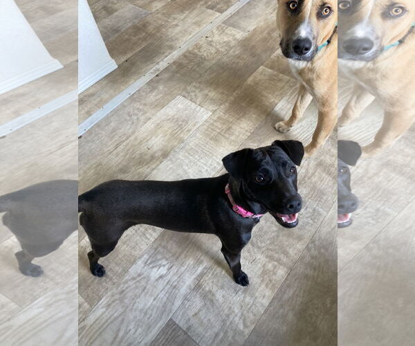 Medium Photo #7 Labrador Retriever-Unknown Mix Puppy For Sale in San Diego, CA, USA