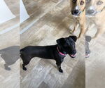 Small #6 Labrador Retriever Mix