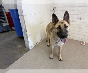 German Shepherd Dog Dogs for adoption in San Bernardino, CA, USA