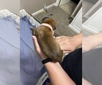 Small Photo #7 Boxer Puppy For Sale in COWETA, OK, USA