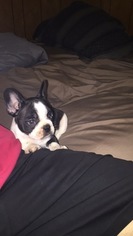French Bulldog Puppy for sale in MONTICELLO, NY, USA