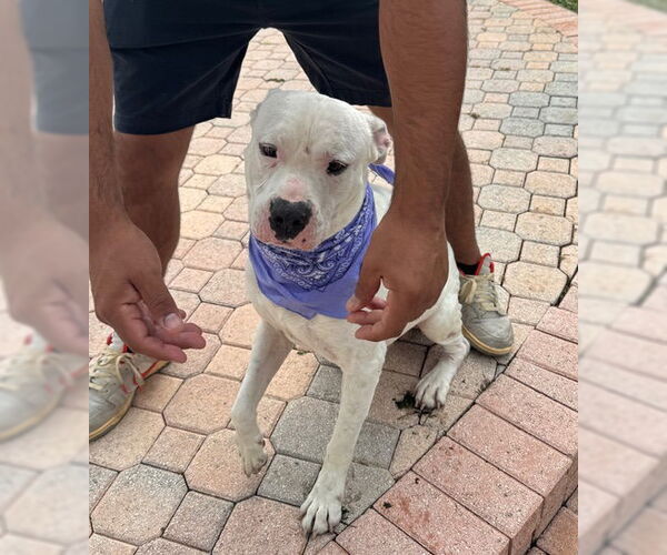 Medium Photo #3 American Bulldog-Unknown Mix Puppy For Sale in Miami, FL, USA