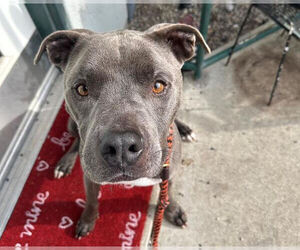 Mutt Dogs for adoption in Petaluma, CA, USA