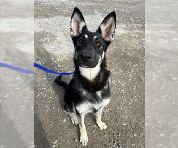 Medium Photo #1 German Shepherd Dog Puppy For Sale in Woodland, CA, USA