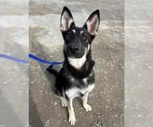 German Shepherd Dog Dogs for adoption in Woodland, CA, USA