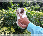 Small #16 Pomeranian
