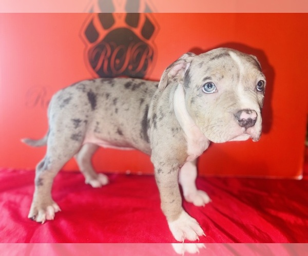 Medium Photo #2 American Bully Puppy For Sale in TRENTON, NJ, USA