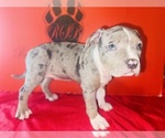 Small #1 American Bully