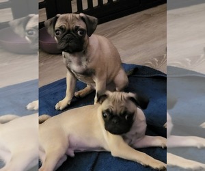 Pug Puppy for sale in MECHANICSVILLE, VA, USA