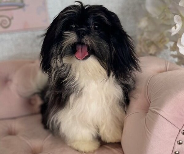 Medium Photo #1 Shih Tzu Puppy For Sale in STUART, FL, USA