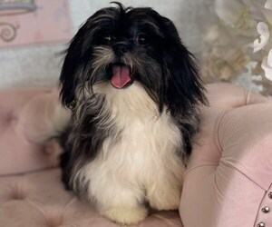 Shih Tzu Puppy for sale in STUART, FL, USA