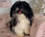 Image preview for Ad Listing. Nickname: Marley