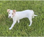 Small #1 Parson Russell Terrier Mix