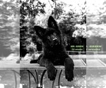Small #3 German Shepherd Dog